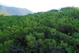 Гора Ко, image of landscape/habitat.