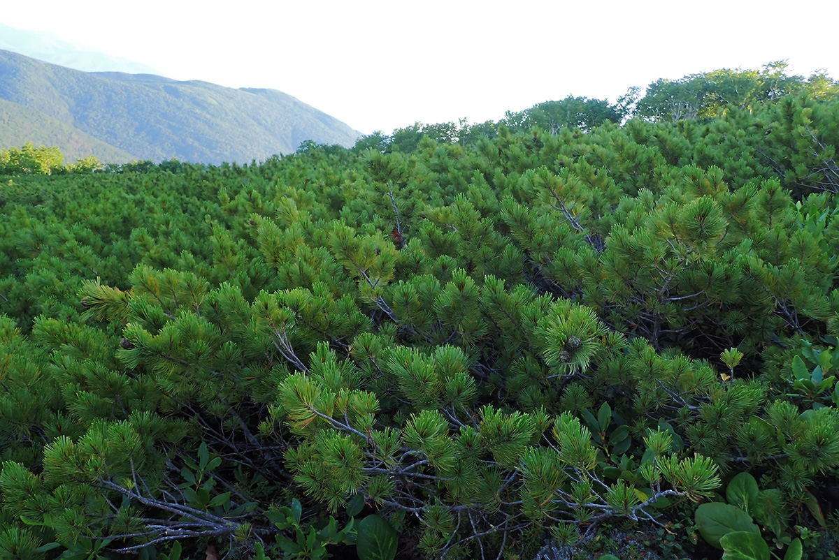 Гора Ко, image of landscape/habitat.