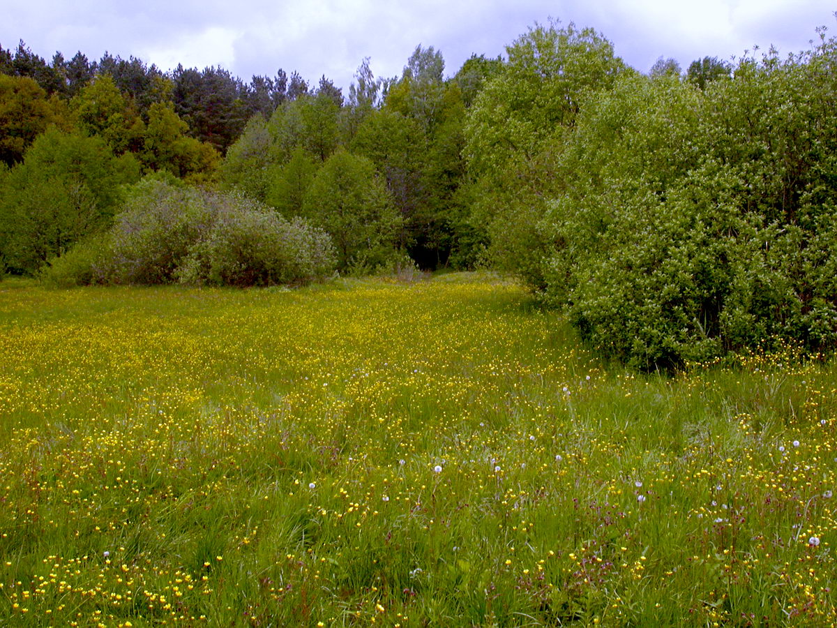 Святошино, image of landscape/habitat.