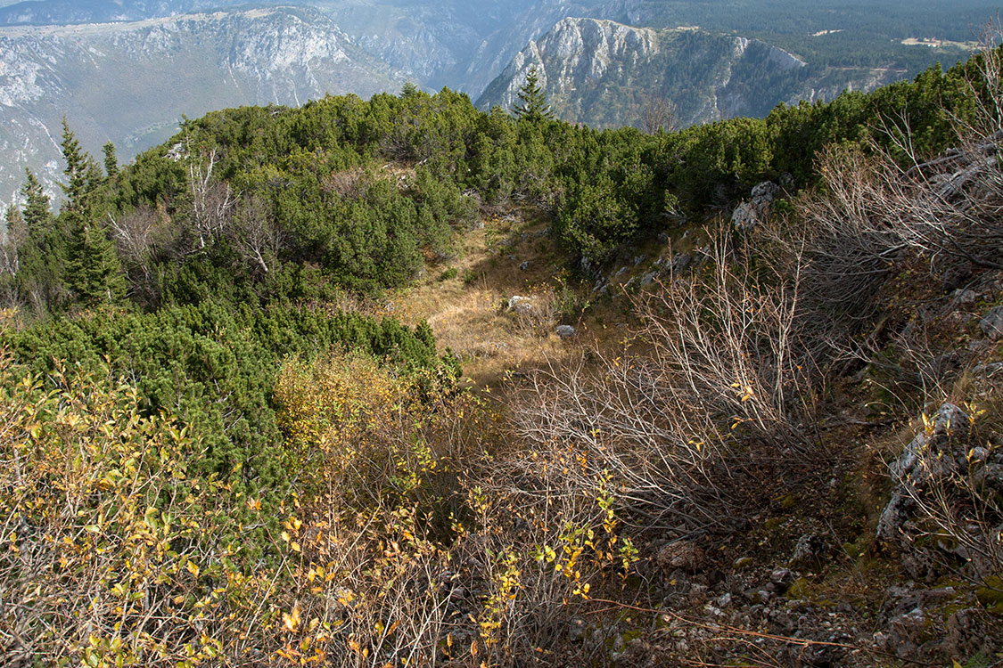 Дурмитор, image of landscape/habitat.