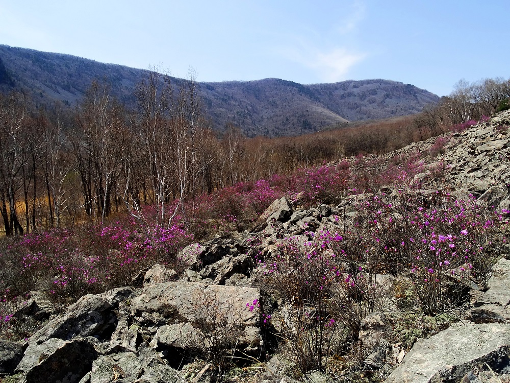 Урочище Щёки (Дарданеллы), image of landscape/habitat.