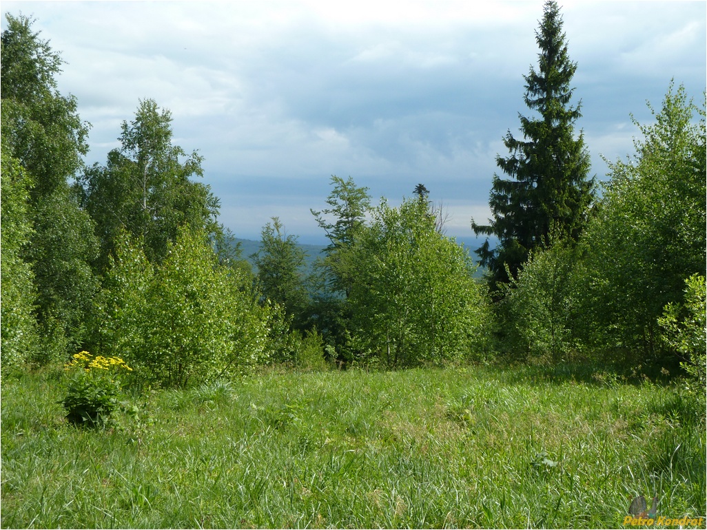 Поляница, image of landscape/habitat.