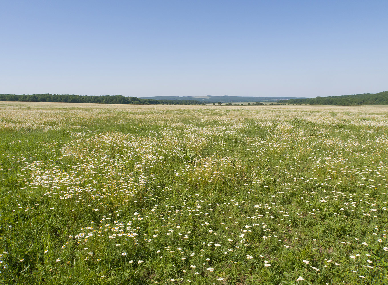 Гапоны, image of landscape/habitat.