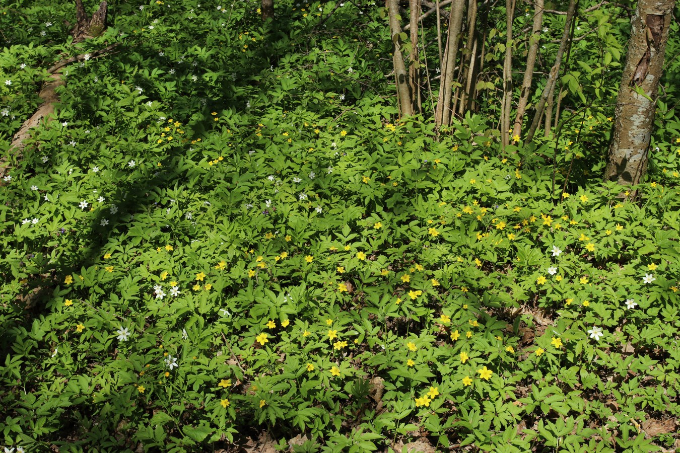 Дудергофские высоты, image of landscape/habitat.