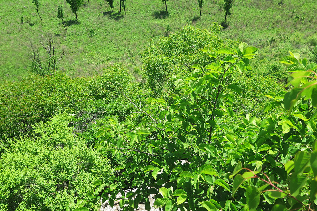 Среднее течение реки Орлиха, image of landscape/habitat.