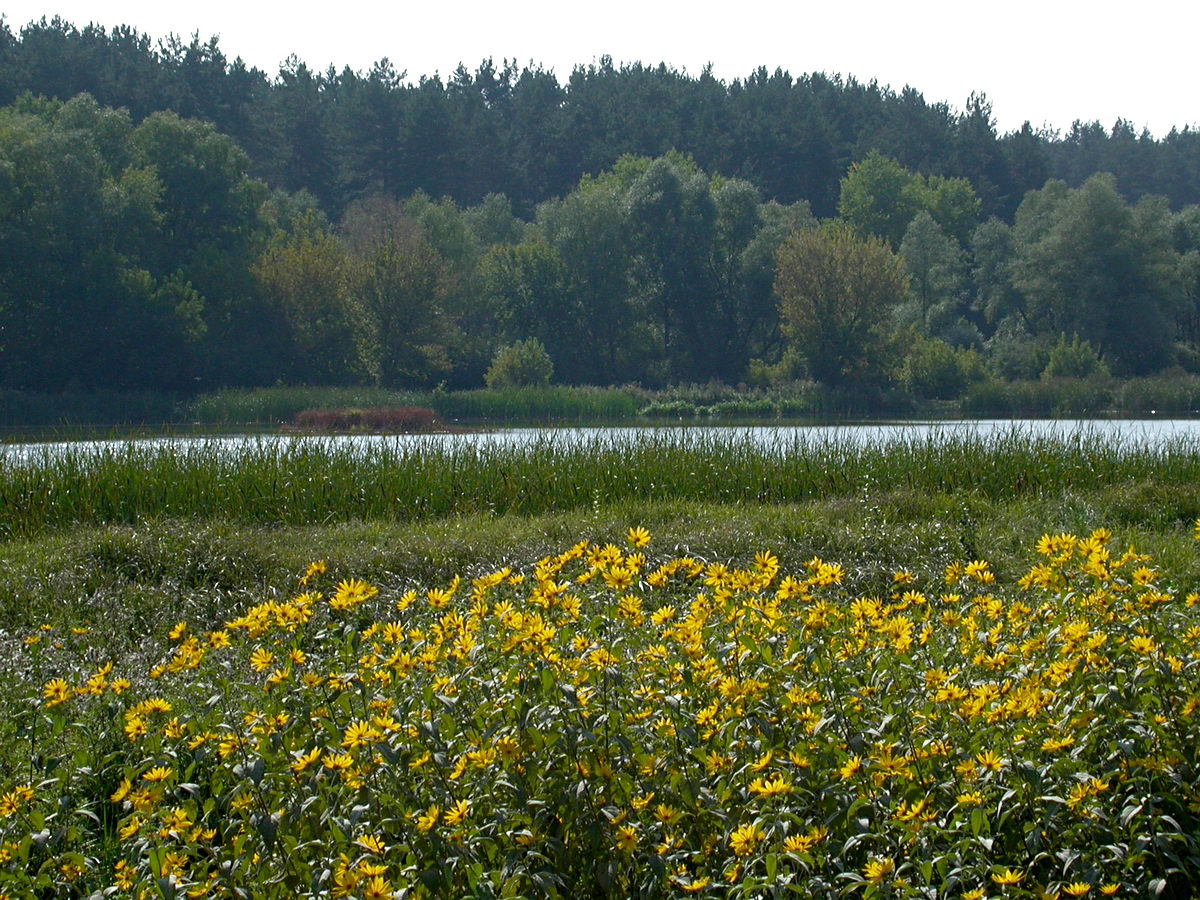 Святошино, image of landscape/habitat.