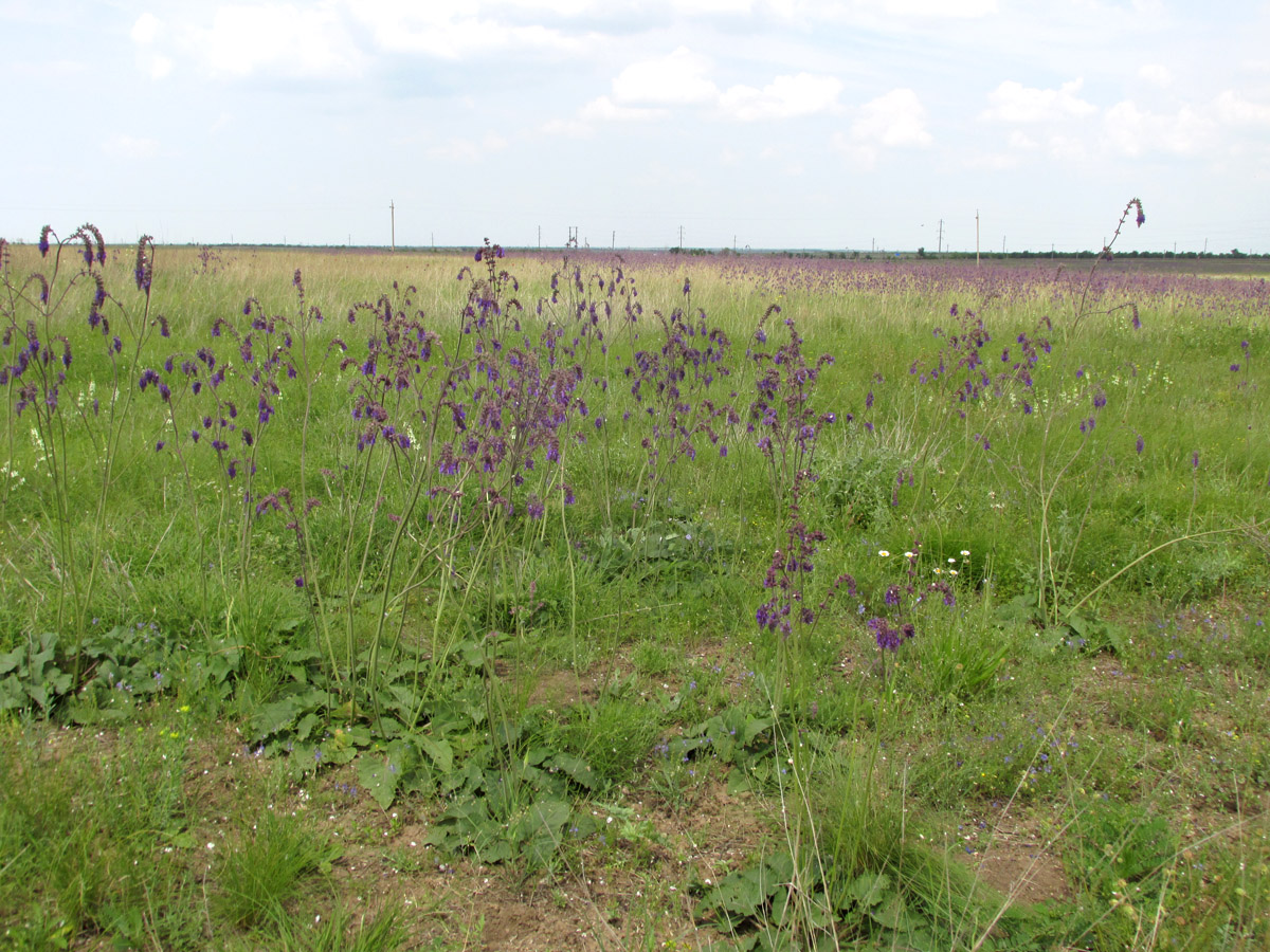Окрестности Войково, image of landscape/habitat.