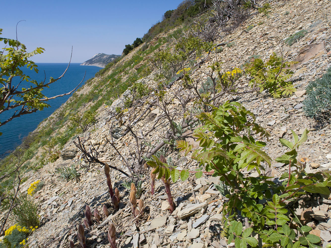 Большой Утриш, гора Солдатская, image of landscape/habitat.