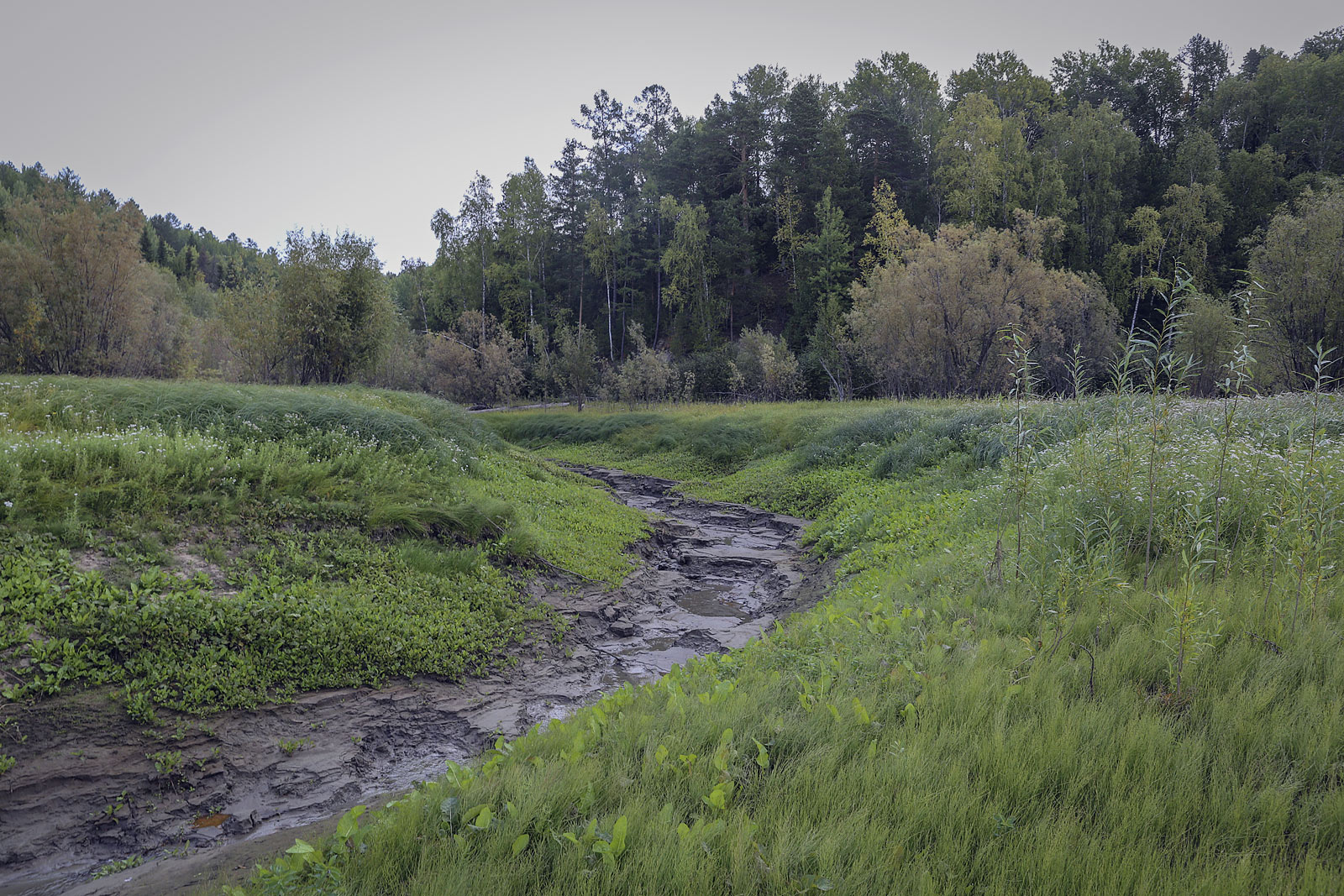 Окрестности Горнореченска, image of landscape/habitat.