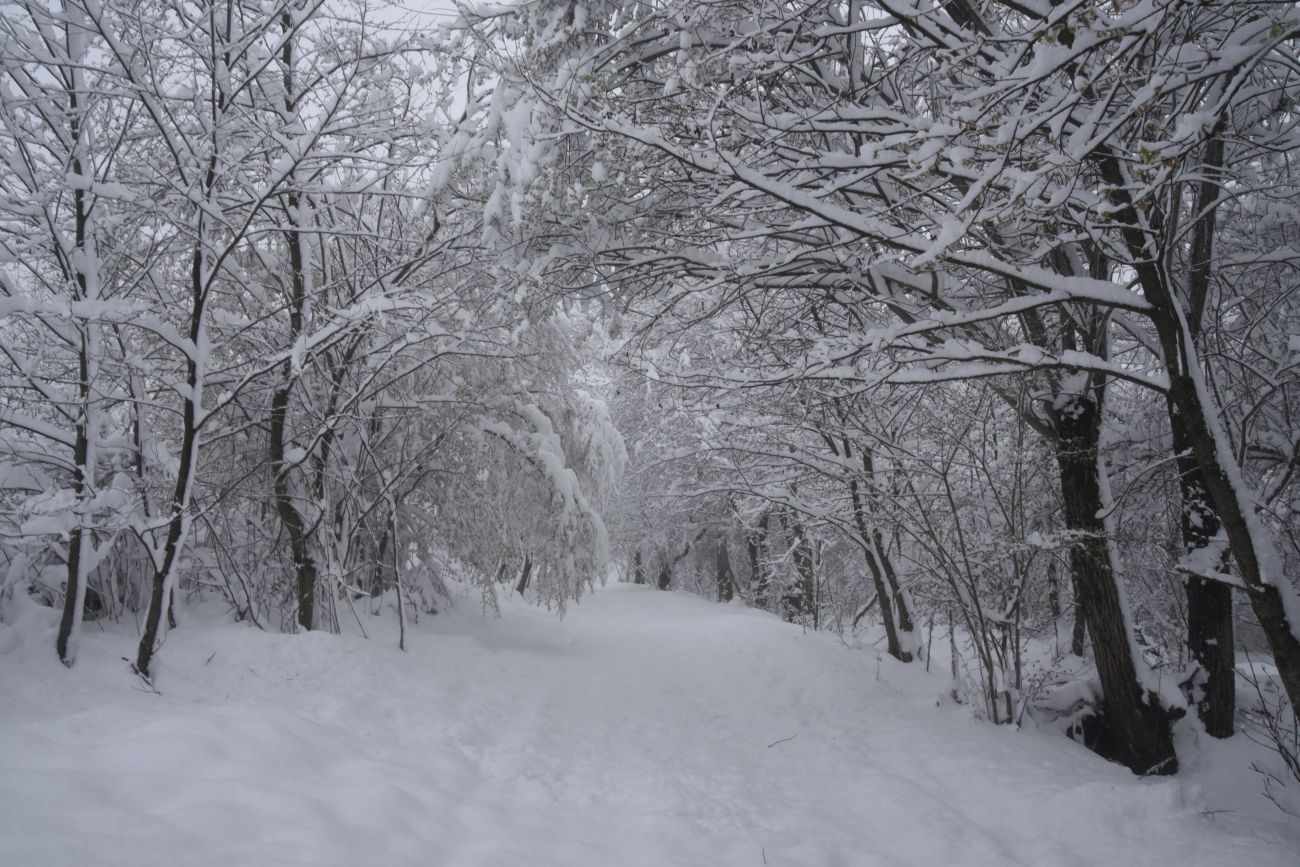 Свято-Михайловский монастырь, image of landscape/habitat.