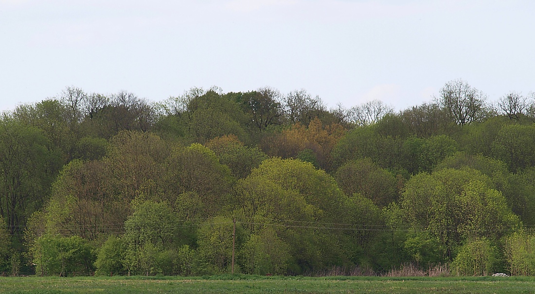 Юг Осетинской равнины, image of landscape/habitat.