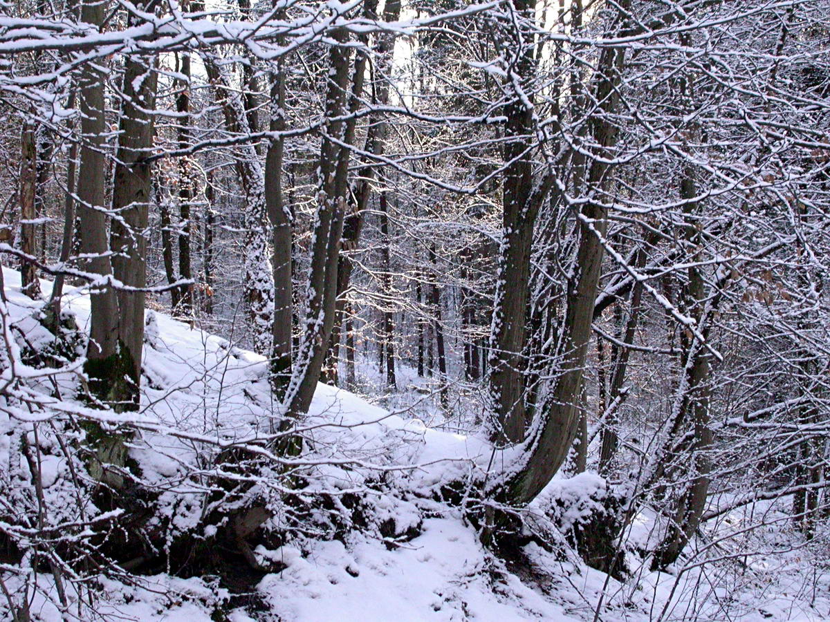 Свалява, image of landscape/habitat.