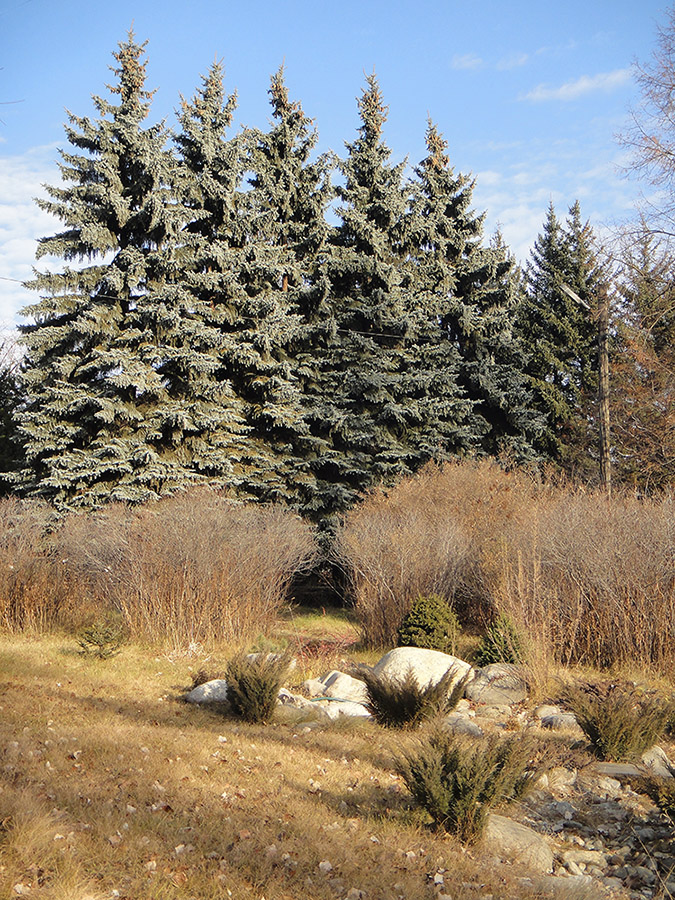 Иркутск, image of landscape/habitat.