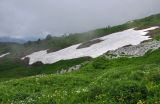 Перевал Белореченский, image of landscape/habitat.