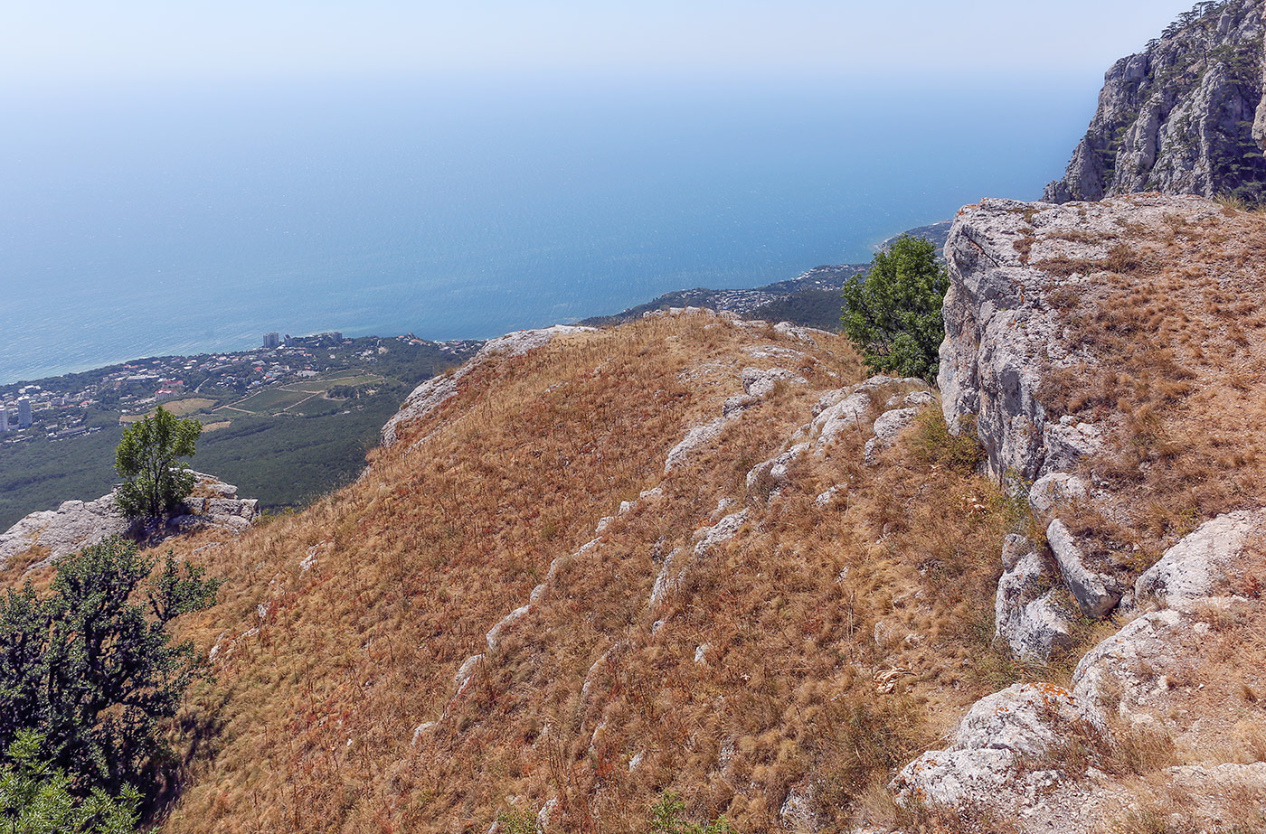 Ай-Петринская яйла, image of landscape/habitat.