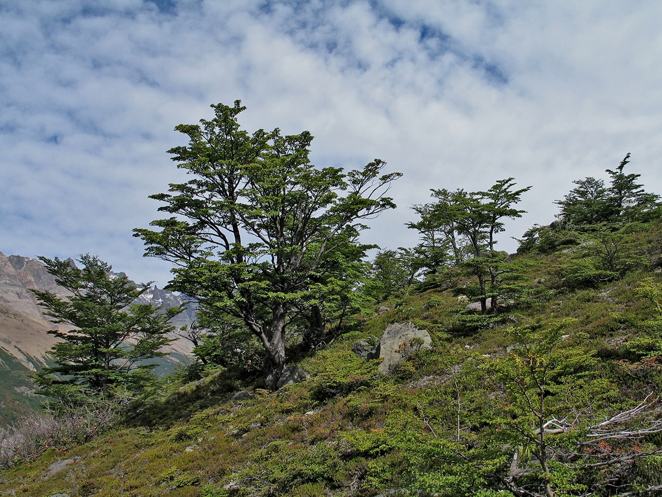 Эль-Чалтен, image of landscape/habitat.