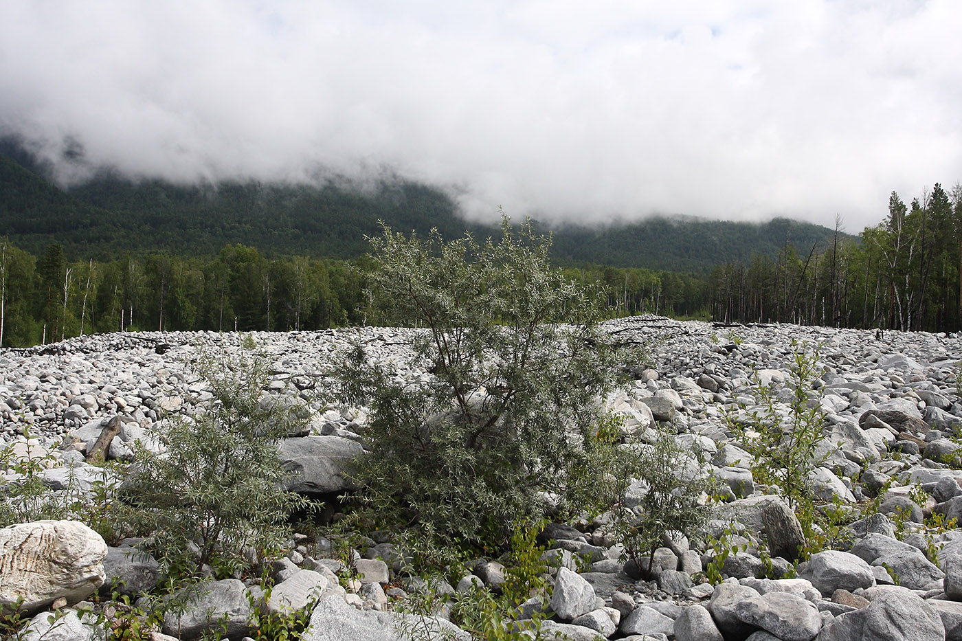 Аршан, image of landscape/habitat.