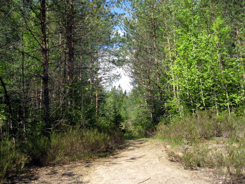 Рощино (Линдуловская роща), image of landscape/habitat.