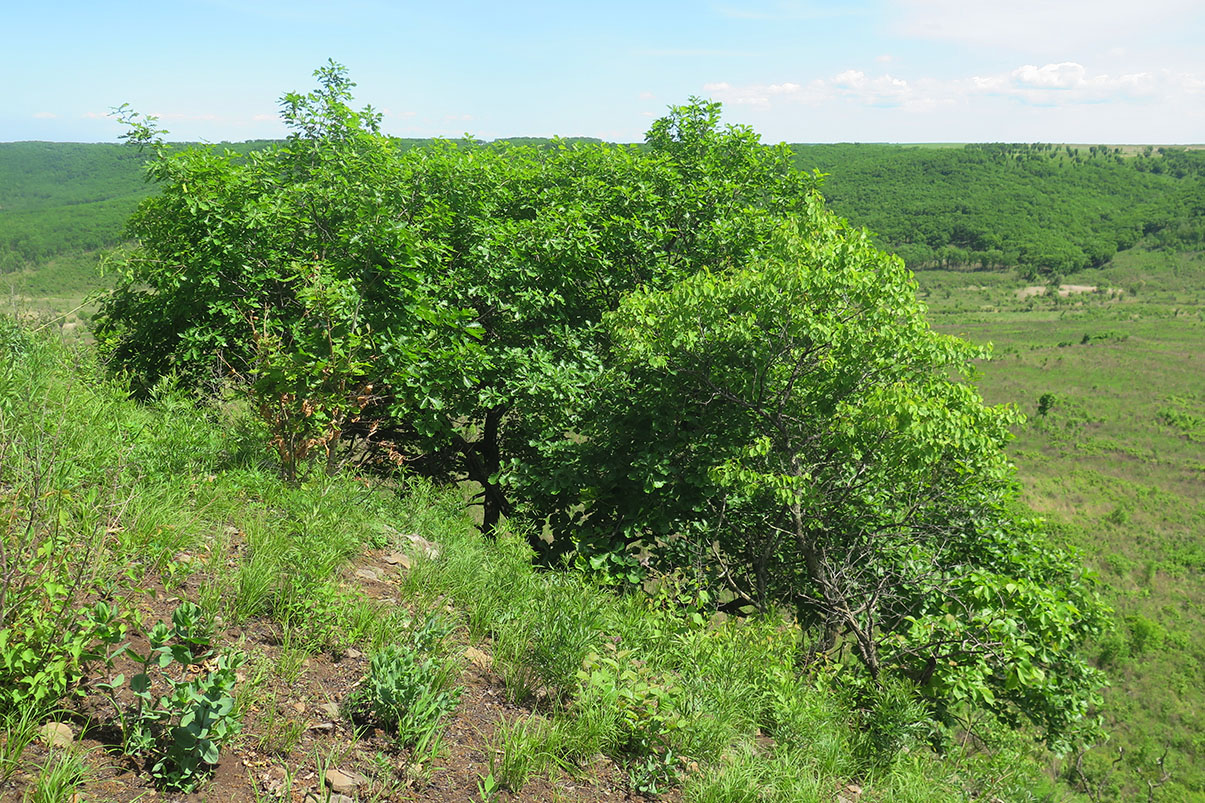 Среднее течение реки Орлиха, image of landscape/habitat.
