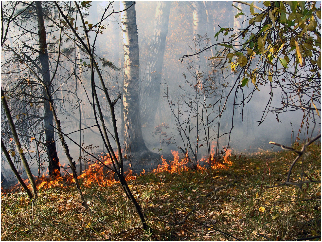 Окрестности Хрипани, image of landscape/habitat.