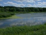 Святошино, image of landscape/habitat.