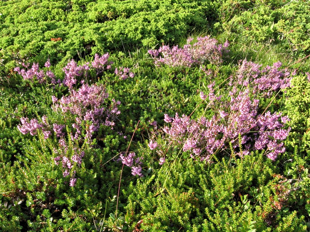 Аметистовый берег, image of landscape/habitat.