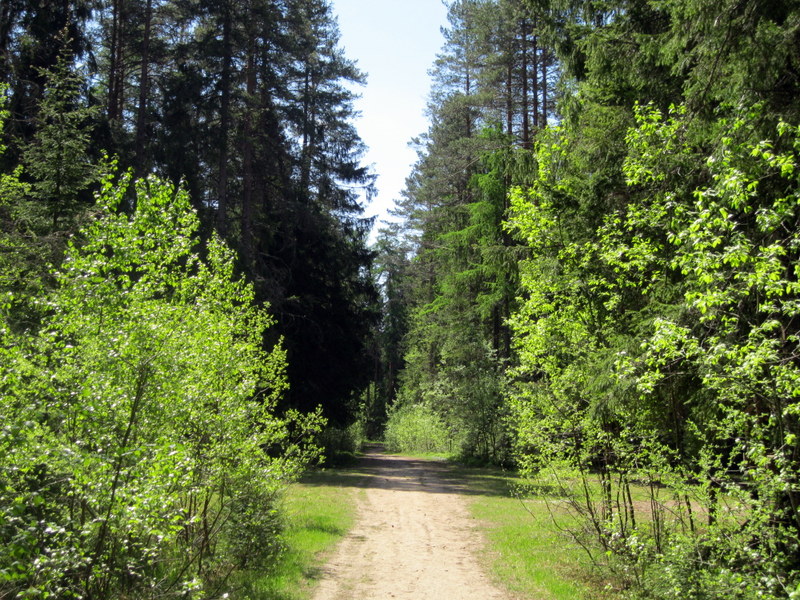 Рощино (Линдуловская роща), image of landscape/habitat.