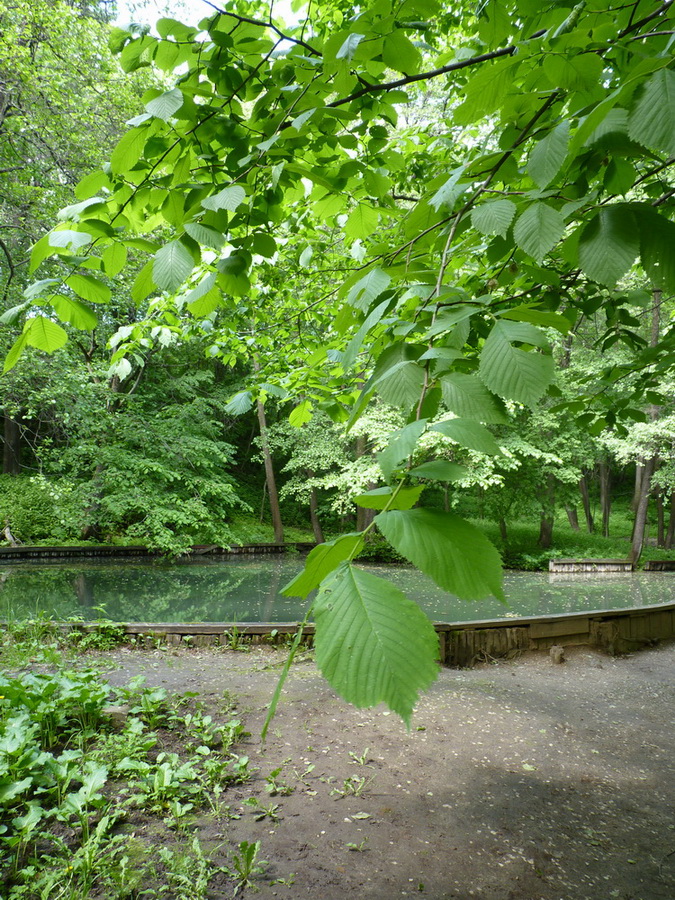 Карабиха, image of landscape/habitat.