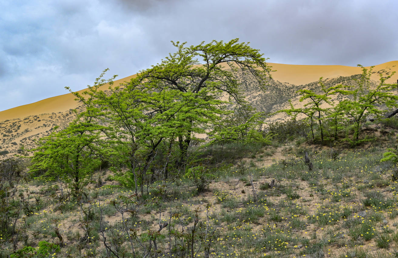 Бархан Сарыкум, image of landscape/habitat.