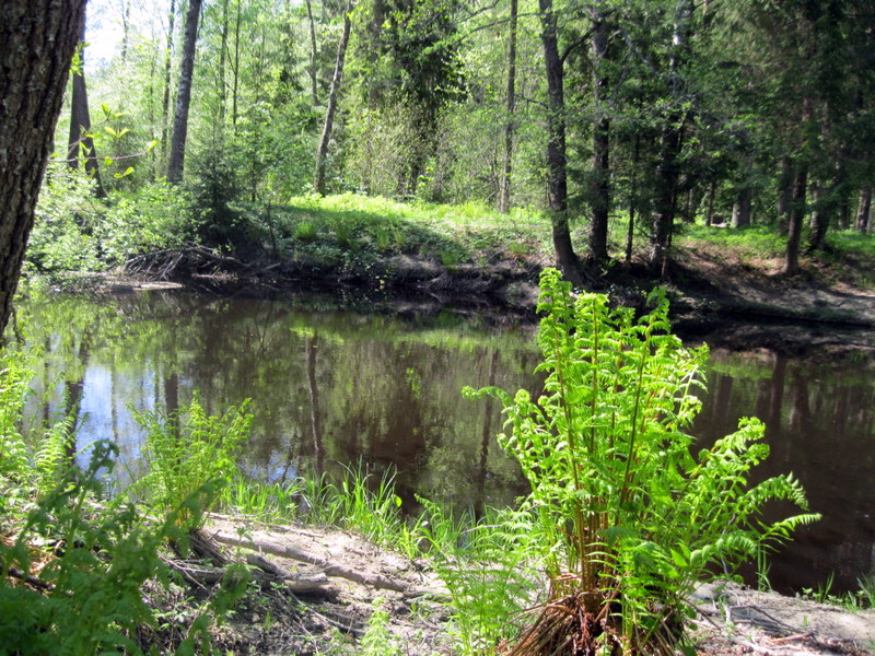Рощино (Линдуловская роща), image of landscape/habitat.
