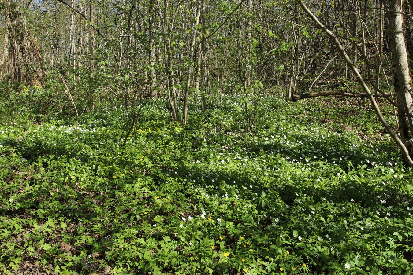 Дудергофские высоты, image of landscape/habitat.