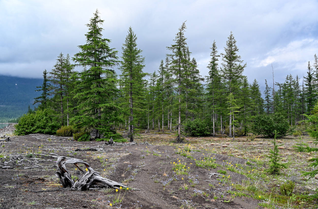 Устье реки Кутарамакан, image of landscape/habitat.