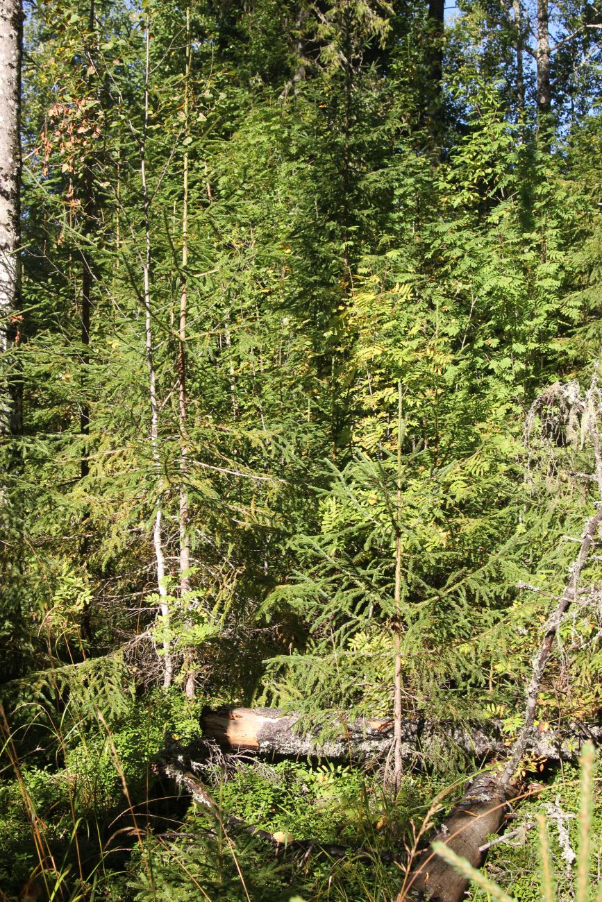 Окрестности руч. Верхний Мильнюк, image of landscape/habitat.