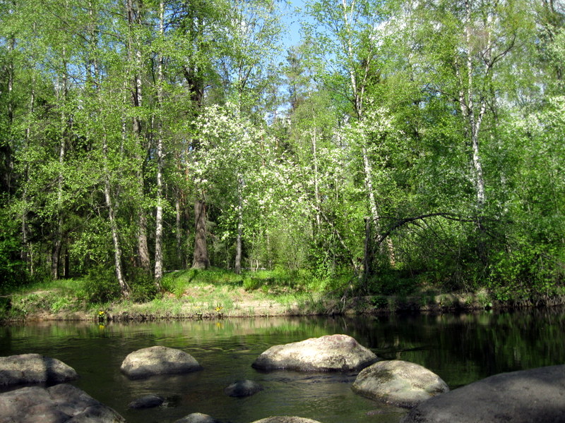 Рощино (Линдуловская роща), image of landscape/habitat.