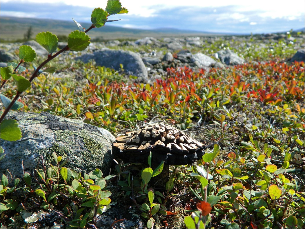 Большой Ханмей, image of landscape/habitat.