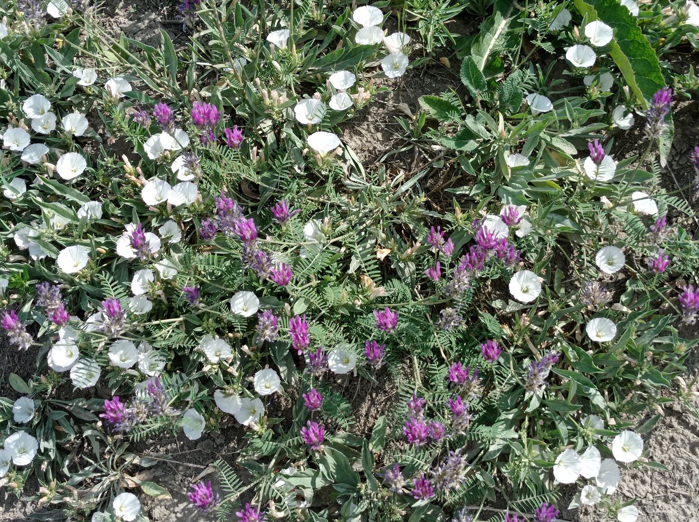 Старобельск, image of landscape/habitat.