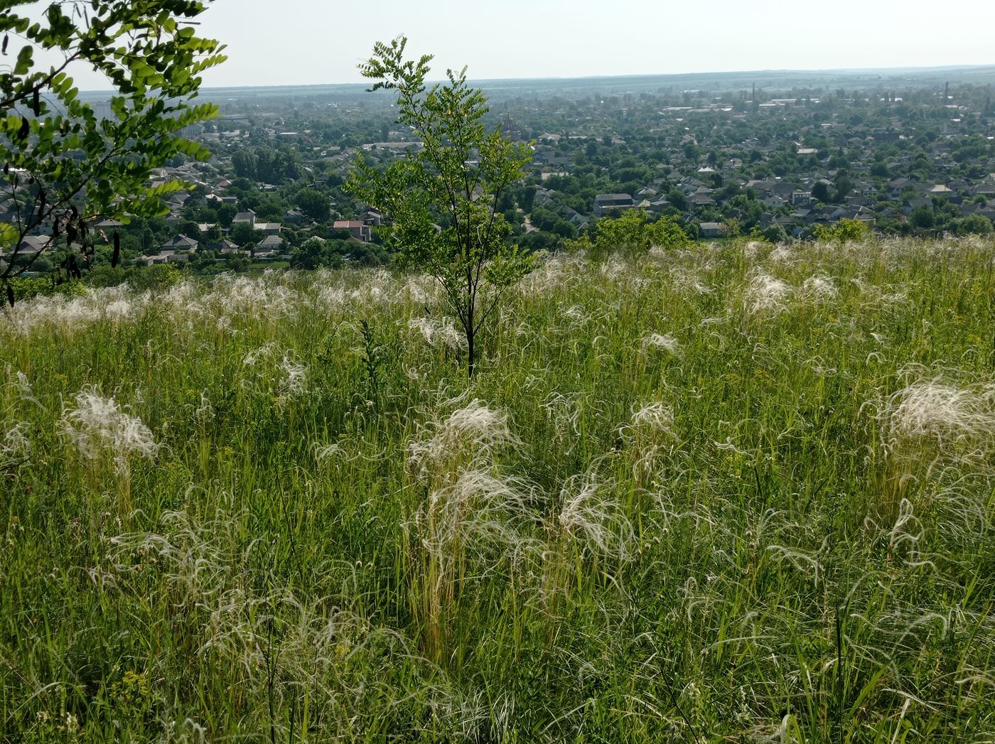 Старобельск, image of landscape/habitat.