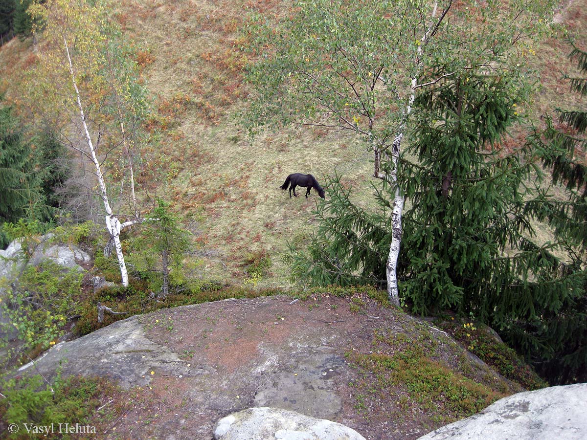 Терношора, image of landscape/habitat.