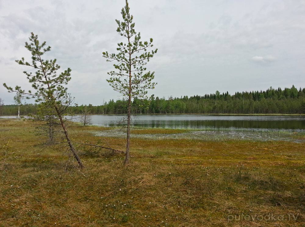 Ларцево, image of landscape/habitat.