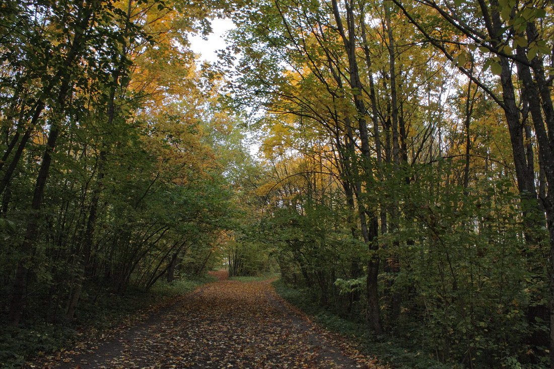 Дудергофские высоты, image of landscape/habitat.