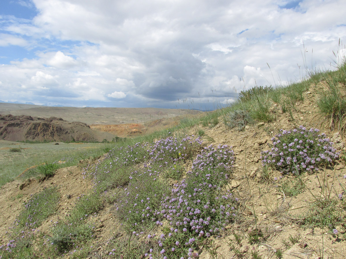 Тыдтуярык (кемпинг и рядом), image of landscape/habitat.