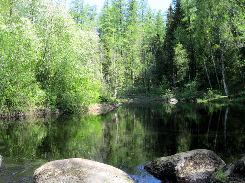 Рощино (Линдуловская роща), image of landscape/habitat.