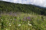 Урочище Кязи и окрестности, image of landscape/habitat.