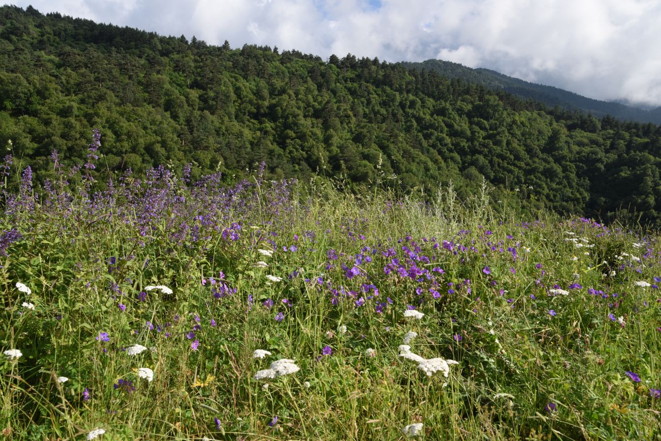 Урочище Кязи и окрестности, image of landscape/habitat.