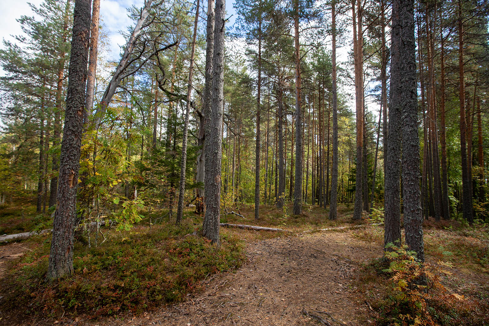 Заозёрский, image of landscape/habitat.