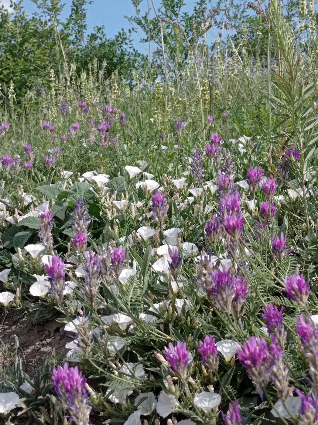 Старобельск, image of landscape/habitat.