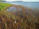 Соленое, image of landscape/habitat.