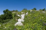 Черногор, image of landscape/habitat.