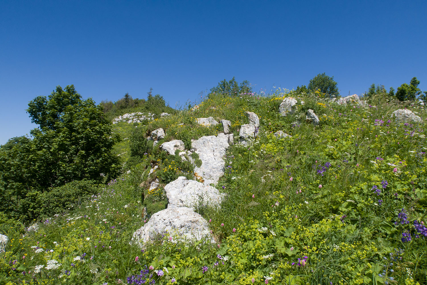 Черногор, image of landscape/habitat.