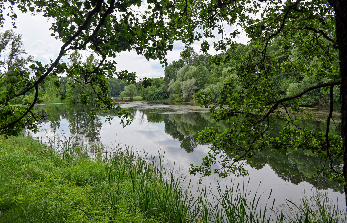 Железнодорожный, image of landscape/habitat.